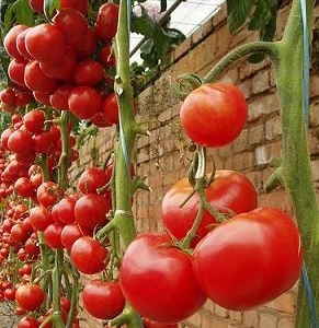 Como Plantar Tomates
